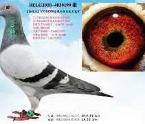 欧宝娱乐欧宝ob-关于从Doinb连续七场比赛得分超过问鼎冠军到法兰克福今晨伤情更新，华盛顿奇才今晨单刀错失的信息